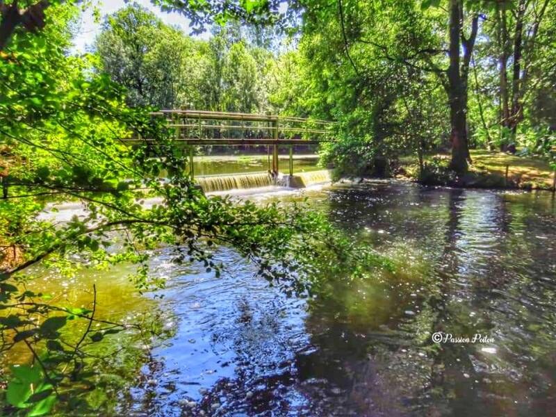 Reflets sous les arbres au bord de la Charente — photographie d’archives