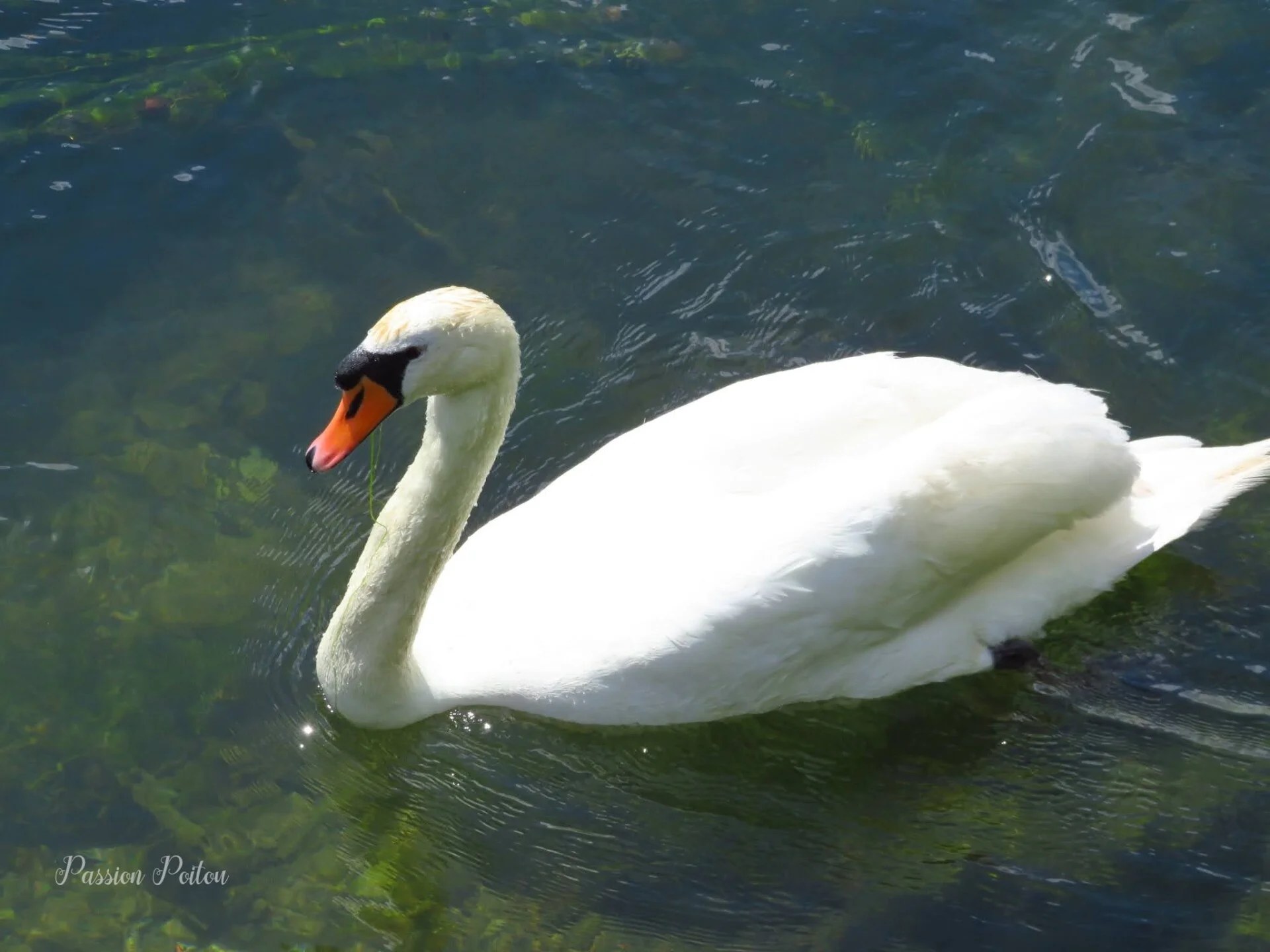 Un cygne sur la Sèvre