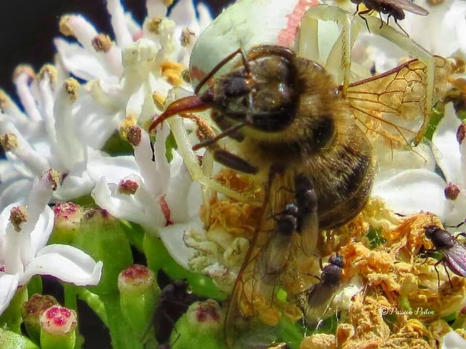 Un insecte butine les fleurs au bord du parcours