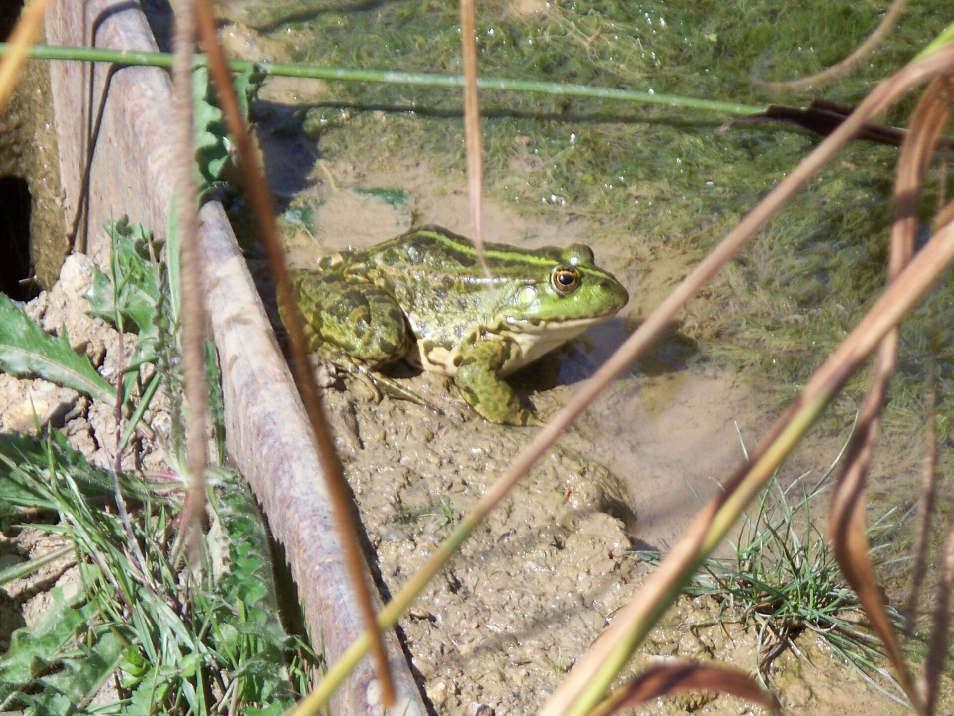 Une grenouille près du bassin — juillet 2009