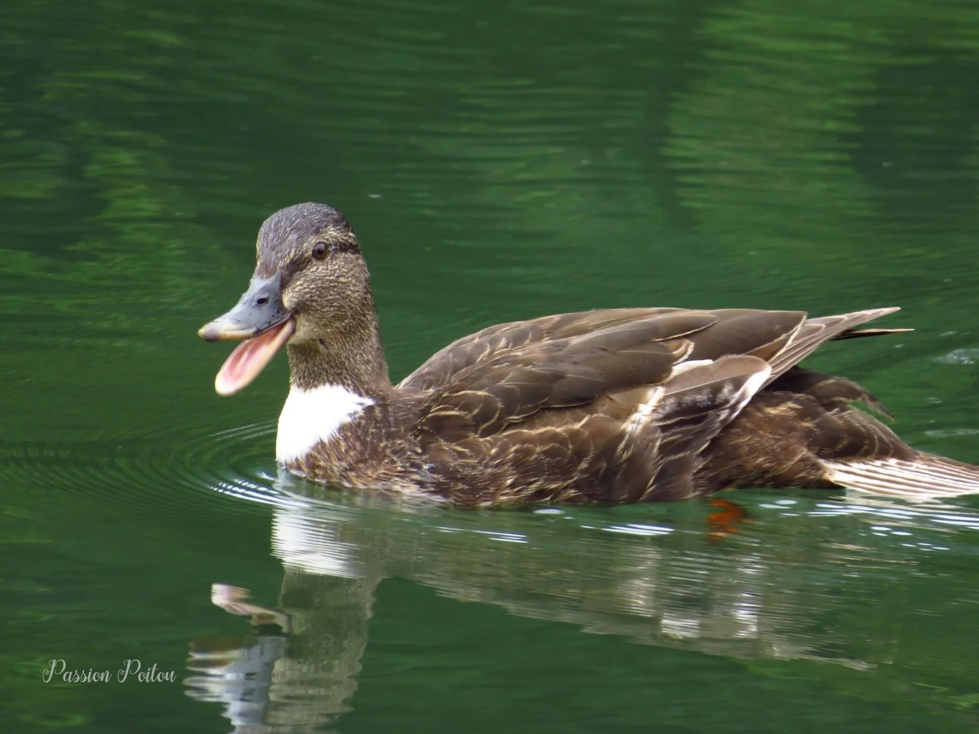Un canard photographié pendant la promenade